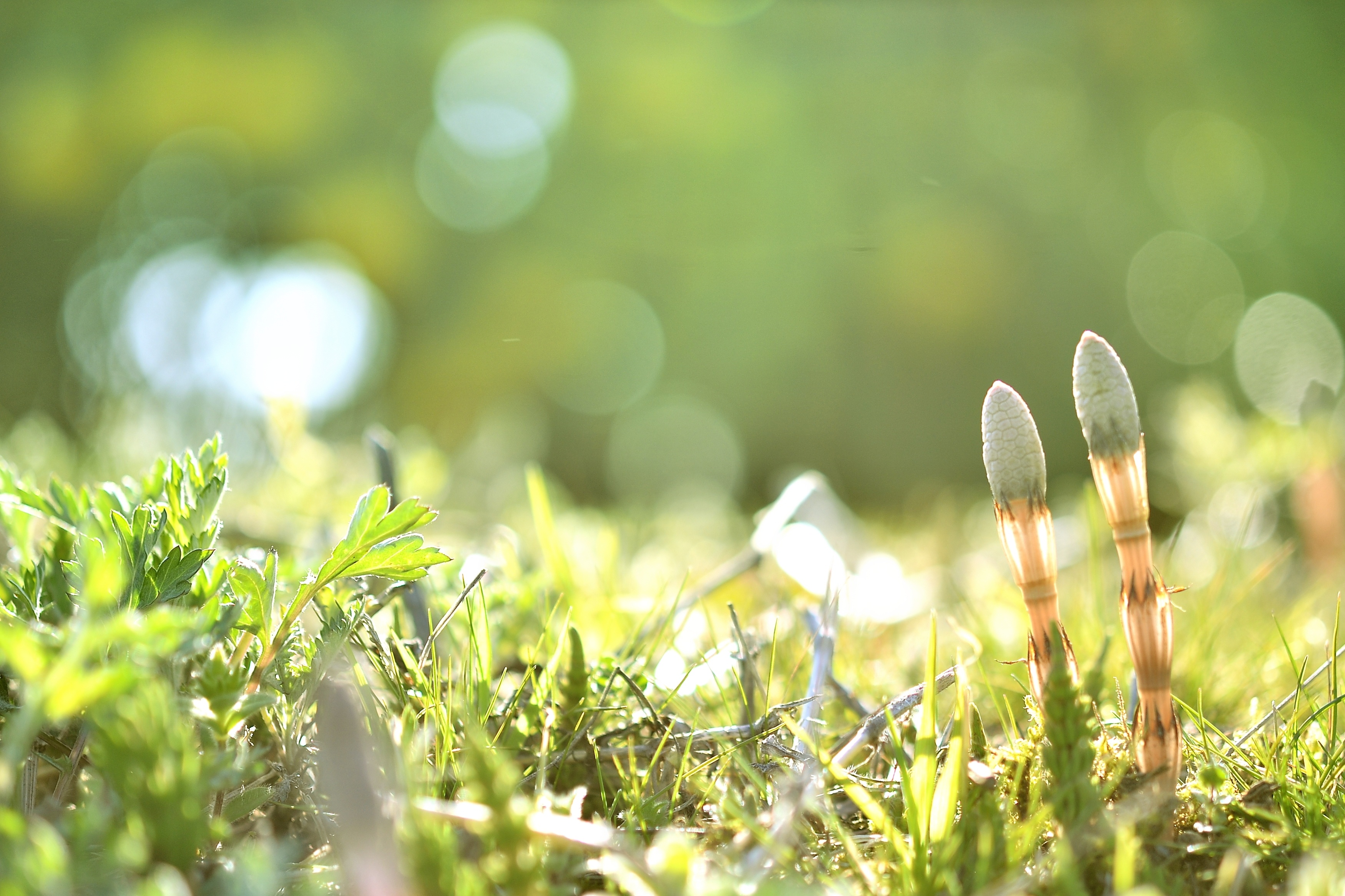 ４月１日から成人年齢が引き下げられました